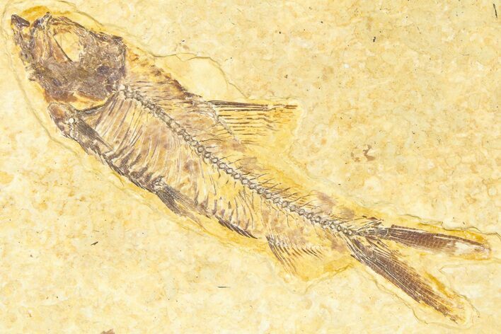 Detailed Fossil Fish (Knightia) - Wyoming #379518